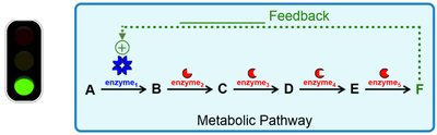 Positive feedback in metabolic pathway