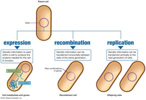 Expression, recombination, and replication in bacteria