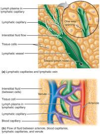 Lymphatic capillaries and flow of lymph