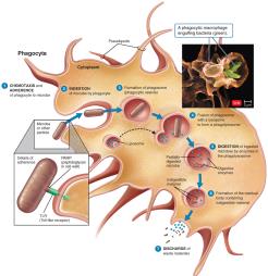 Phases of phagocytosis