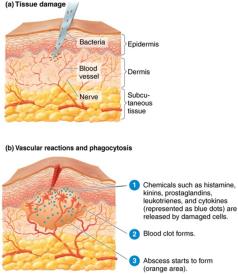 Process of inflammation: tissue damage and vascular reactions