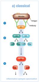 Classical pathway of complement activation