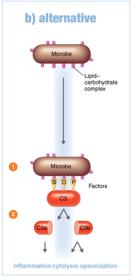 Alternative pathway of complement activation