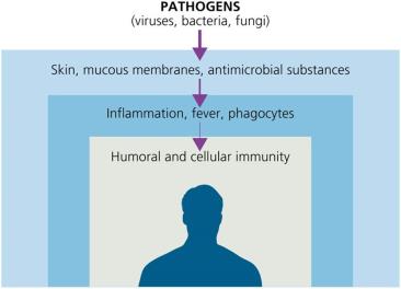 Overview of immune system layers: pathogens, innate barriers, inflammation, adaptive immunity