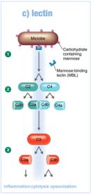 Lectin pathway of complement activation