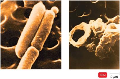 MAC results in cytolysis