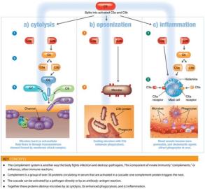 Outcomes of complement activation: cytolysis, opsonization, inflammation