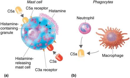 Inflammation stimulated by complement