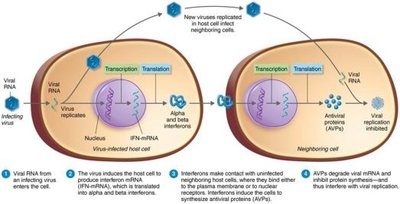 Antiviral action of alpha and beta interferons