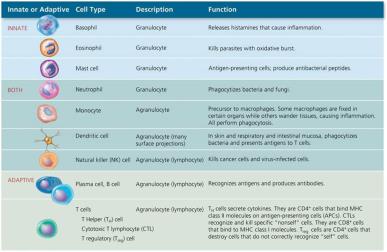 Table of leukocyte types, descriptions, and functions
