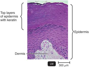 Section through human skin showing epidermis and dermis