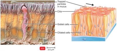 Ciliary escalator in the respiratory tract