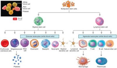 Hematopoiesis: formation of blood cells from stem cells