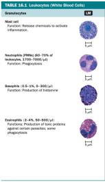 Granulocytes: mast cell, neutrophil, basophil, eosinophil