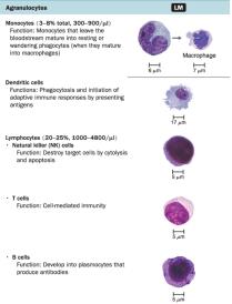 Agranulocytes: monocyte, dendritic cell, lymphocytes
