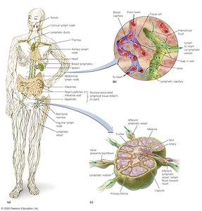 Diagram of the lymphatic system and lymph node structure