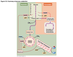 Summary diagram of glucose catabolism pathways