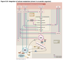 Diagram of integrated metabolic pathways