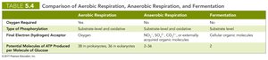 Table comparing aerobic respiration, anaerobic respiration, and fermentation
