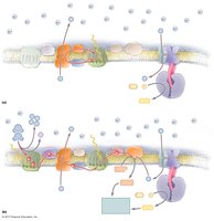 Diagram of electron transport chain complexes and proton gradient
