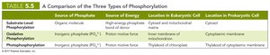Table comparing types of phosphorylation
