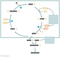 Diagram of the Calvin-Benson cycle