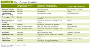 Table of precursor metabolites
