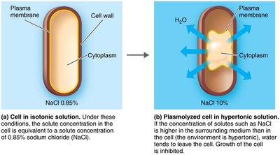 Osmotic pressure effects on cells