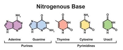 Amino acid structure