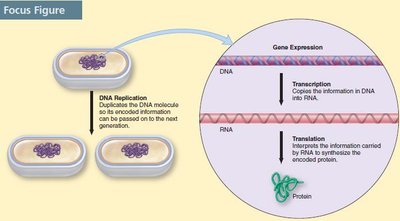 Flow of genetic information