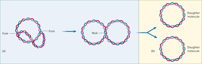 Bacterial chromosome replication
