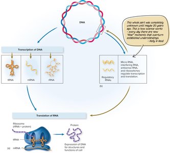 Central dogma: DNA, RNA, protein