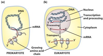 Prokaryotic transcription and translation