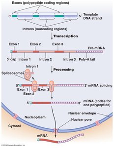 Eukaryotic transcription and processing