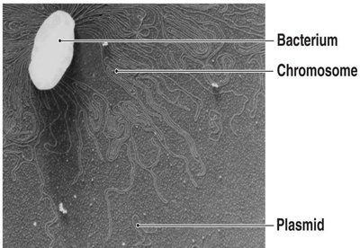 Bacterium, Chromosome, Plasmid