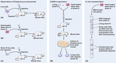 Transformation: uptake of naked DNA