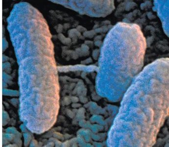 Conjugation: pilus formation