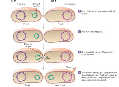 Conjugation: DNA transfer
