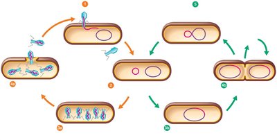 Transduction: phage DNA integration