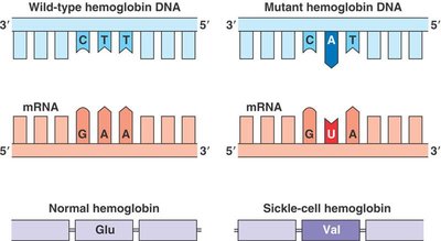 Mutations: beneficial and disadvantageous