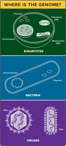 Genome locations in eukaryotes, bacteria, viruses
