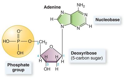 Nucleotide structure