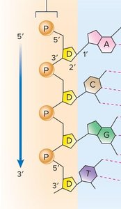 Sugar-phosphate backbone
