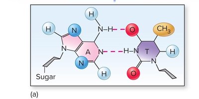 A-T base pairing
