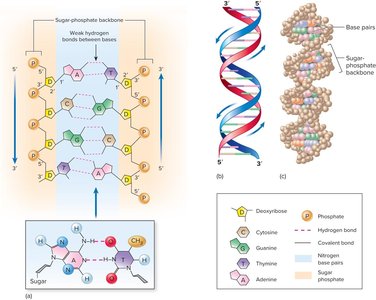 DNA double helix and base pairing