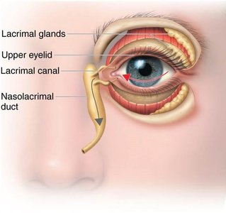 Diagram of the lacrimal apparatus showing tear flow and drainage