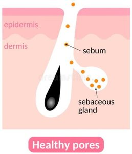 Diagram showing sebum production in healthy pores