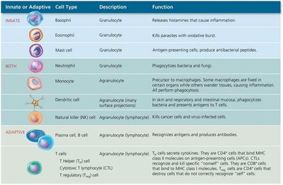 Table summarizing innate and adaptive immune cell types and functions