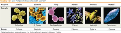 Six-Kingdom Classification System
