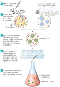 Production of hybridomas for monoclonal antibodies